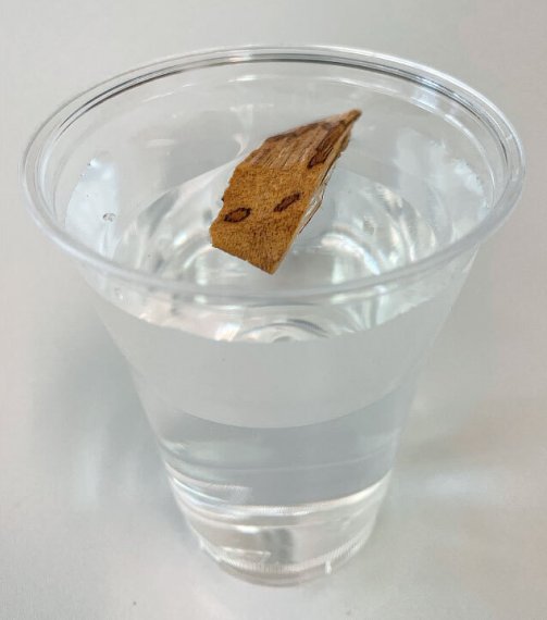 Aquilaria schwimmend in Wasserglas