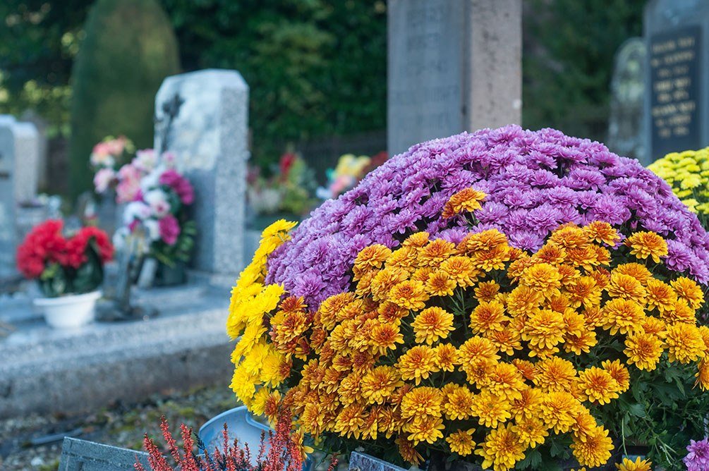 Chrysanthemen auf einem Friedhof